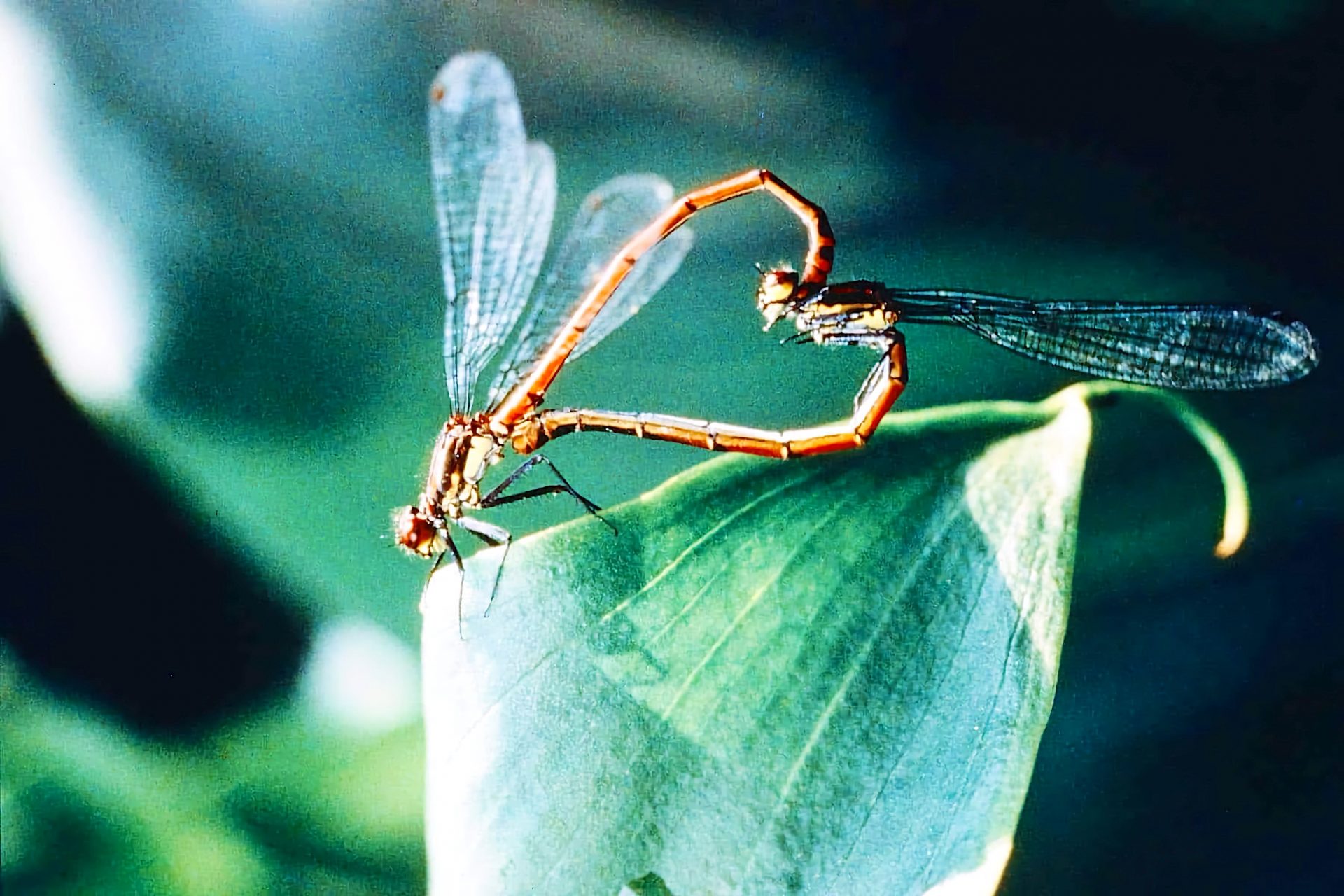 Microcosmos : le peuple de l’herbe